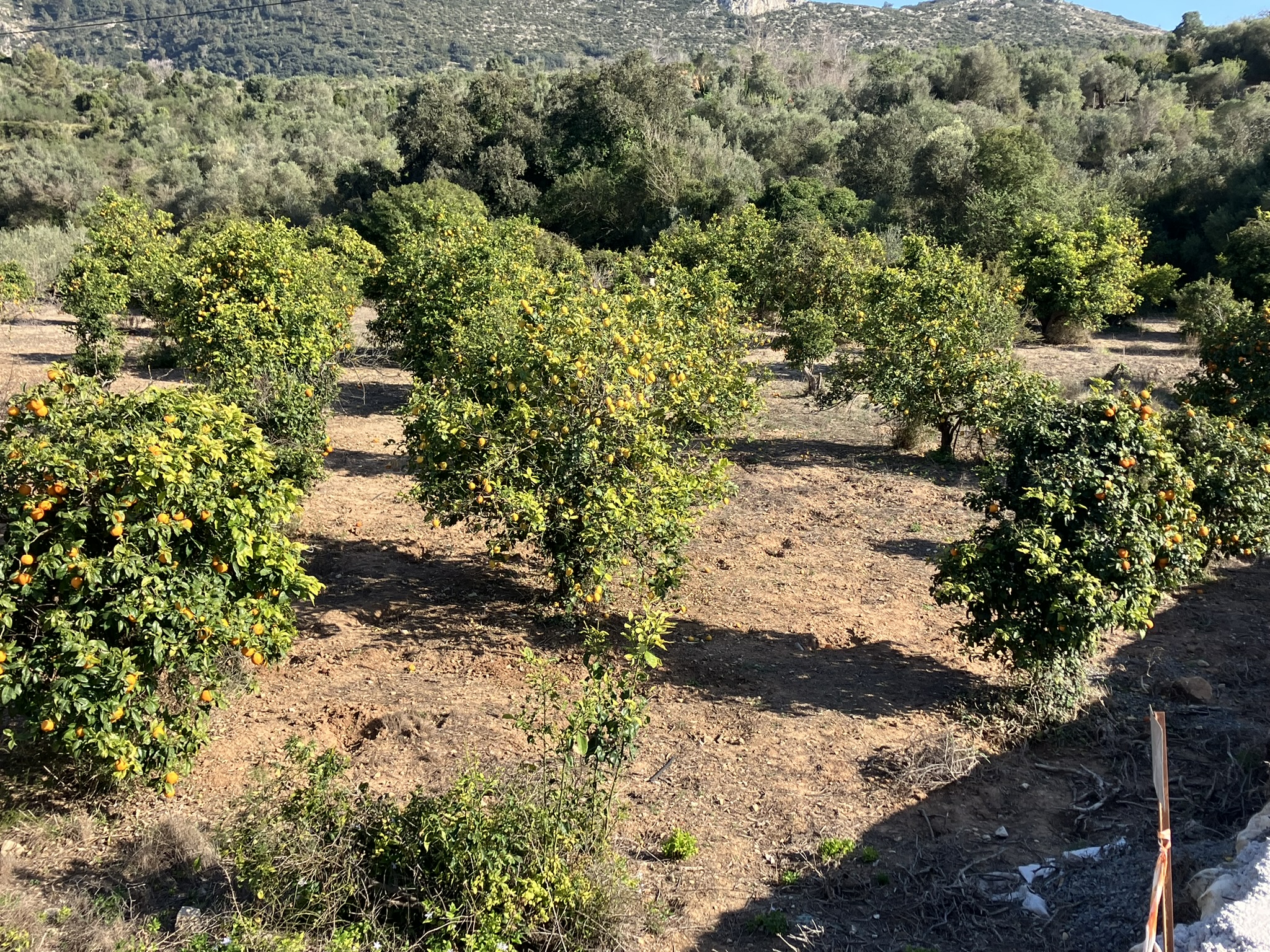 Oranges and Lemons